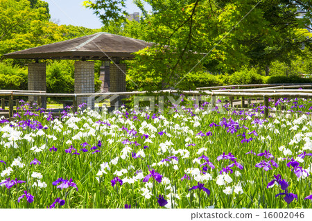 福岡城堡廢墟虹膜和新鮮的綠色 福岡城堡廢墟虹膜和新鮮的綠色 16002046