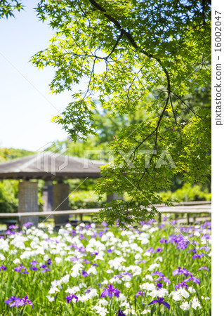 福岡城堡廢墟虹膜和新鮮的綠色 福岡城堡廢墟虹膜和新鮮的綠色 16002047