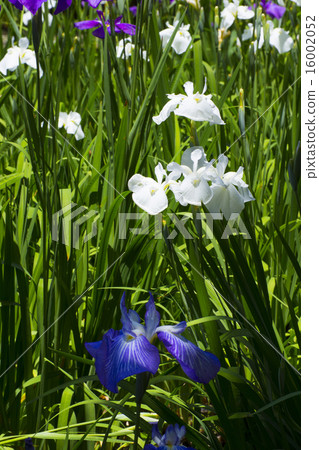 福岡城堡廢墟虹膜和新鮮的綠色 福岡城堡廢墟虹膜和新鮮的綠色 16002052