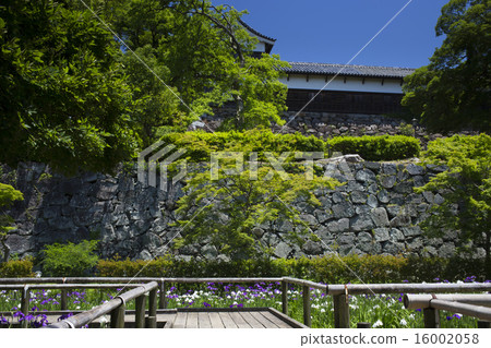 福岡城堡廢墟虹膜和新鮮的綠色 福岡城堡廢墟虹膜和新鮮的綠色 16002058