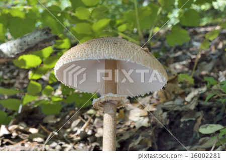 Macrolepiota的Procera 16002281