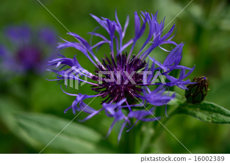 Yama Yakule Magiku 16002389