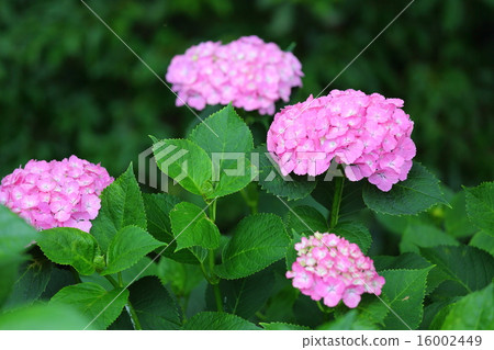 hydrangea   16002449