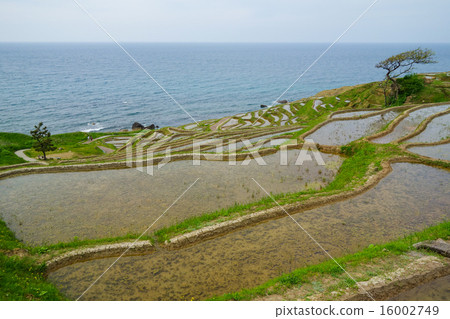Noto · Wajima White rice Senjita (Ishikawa) 16002749