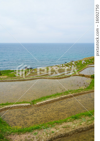 能登·輪島白米森吉（石川縣） 16002750