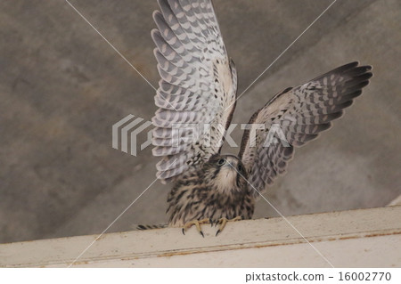 Chicks of butterfly 16002770