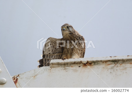 Female of butterfly 16002774