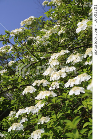 奈良Toshodaiji寺香蕉 16003201