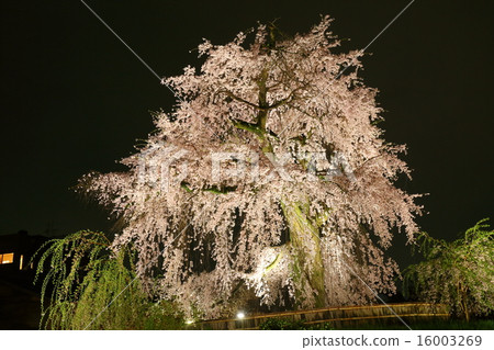 京都丸山公園祗園品牌櫻花 京都丸山公園祗園品牌櫻花 16003269