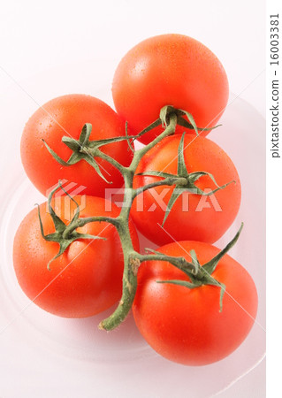 Tomato Tomato 16003381