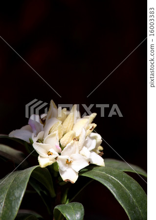 Sinking flower Sinking flower 16003383