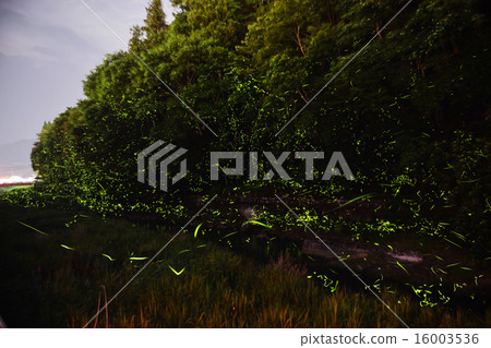 Firefly Ranbu Firefly Ranbu 16003536