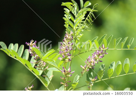 花 香草 照片 甘草 藥草 藥用植物 首頁 照片 植物_花 花 香草 甘草