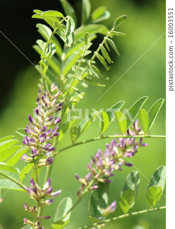 甘草草藥甘草 甘草草藥甘草 16003551
