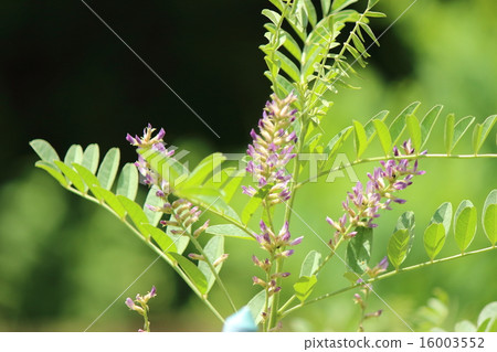 圖庫照片: 甘草 藥用植物 藥草