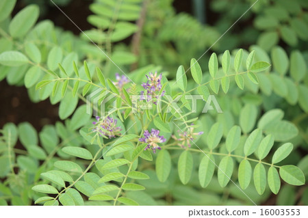 甘草草藥甘草 16003553