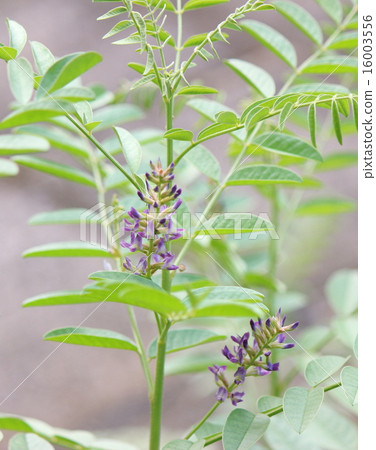 Licorice herbal licorice 16003556