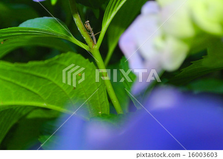 繡球花和昆蟲 繡球花和昆蟲 16003603
