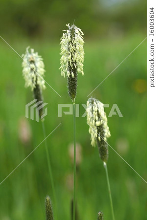 Grass blooming Grass blooming 16003604