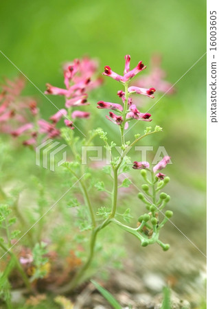 Fumaria officinalis Fumaria officinalis 16003605