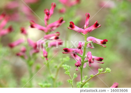 Fumaria officinalis blooming 16003606