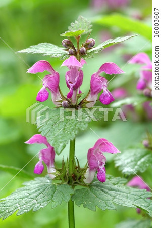 Lamium maculatum Lamium maculatum 16003607