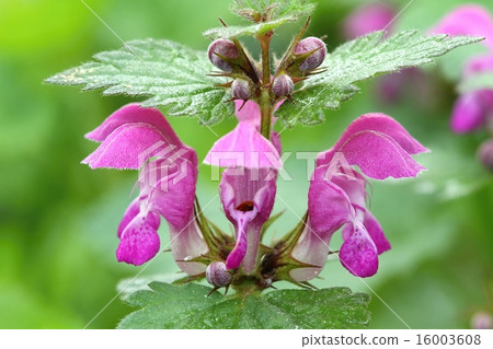 Violet nettle Violet nettle 16003608