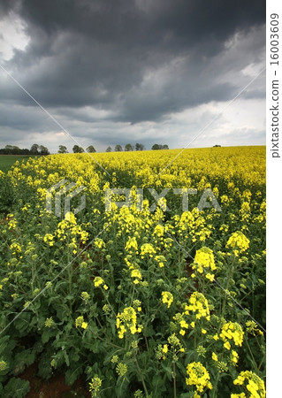 Storm is coming Storm is coming 16003609