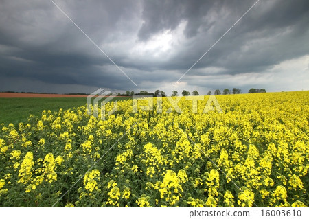 Cloudy landscape with rape 16003610