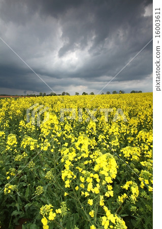 Cloudy rape field Cloudy rape field 16003611