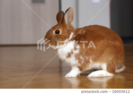 Rabbit pet Rabbit pet 16003612