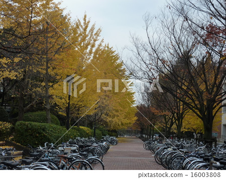 Gingko's yellow leaves 16003808