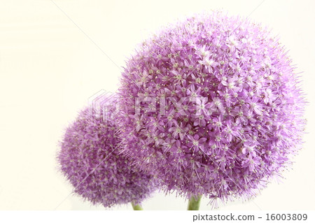 Allium Gigantium 16003809