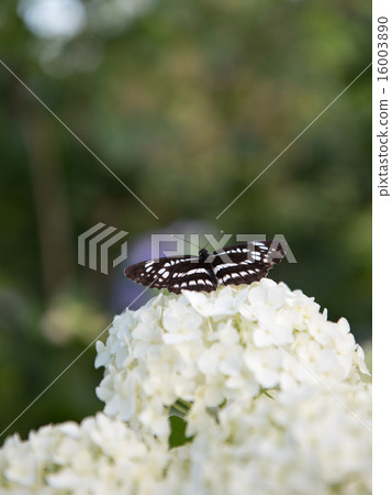 Commised stick to hydrangea 16003890