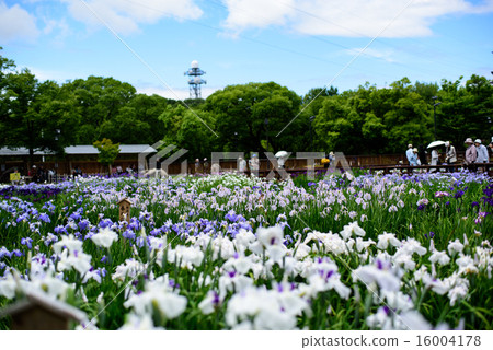 鳶尾花園1 鳶尾花園1 16004178