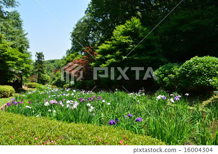 The iris rice field at Yakushiya Park 16004304
