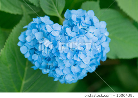 Hydrangea's Hydrangea Hydrangea's Hydrangea 16004393