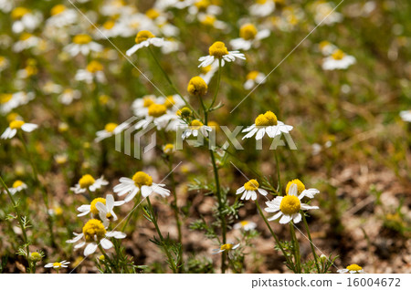 chamomile chamomile 16004672