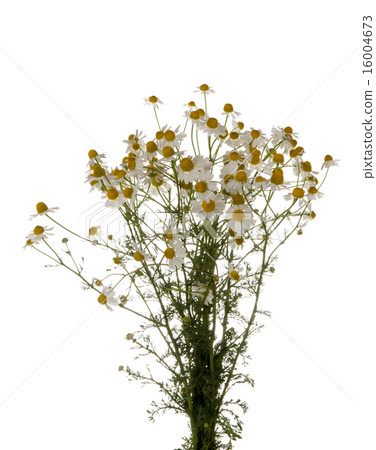 chamomile chamomile 16004673