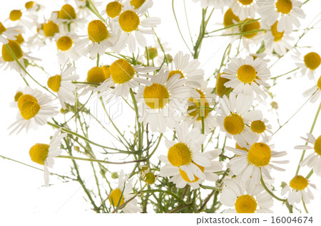 chamomile chamomile 16004674
