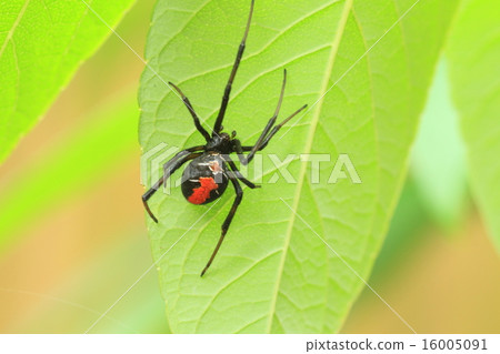 Affiliation 16005091