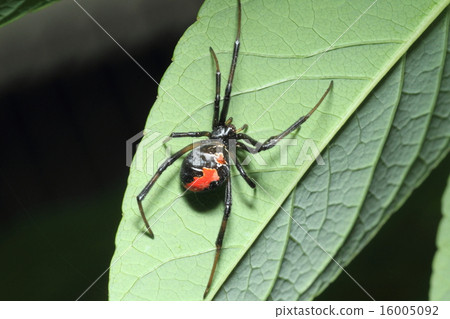 Affiliation 16005092