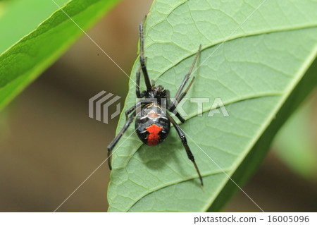 Affiliation 16005096