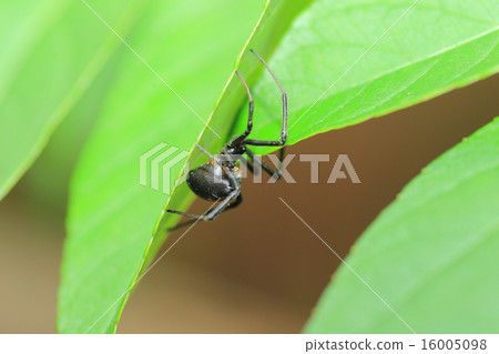 紅背蜘蛛 16005098