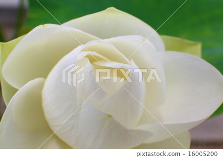 Lotus flower Lotus flower 16005200