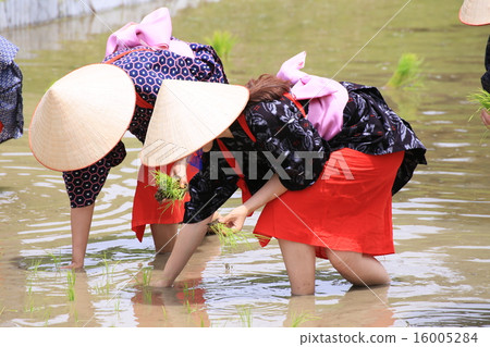 Saotome's rice planting Saotome's rice planting 16005284