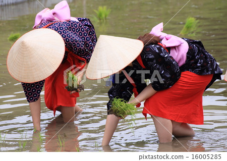 Saotome's rice planting Saotome's rice planting 16005285