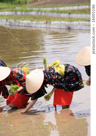 Saotome's rice planting Saotome's rice planting 16005286