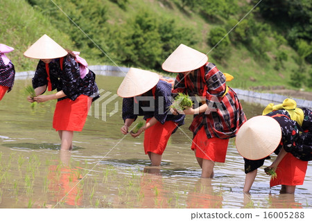 Saotome's rice planting Saotome's rice planting 16005288