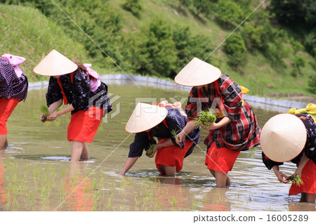 Saotome's rice planting Saotome's rice planting 16005289